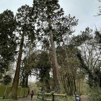 Very soon you’re greeted with the giant sequoias (or redwoods). They are an incredible sight. Head left or right - they join together soon