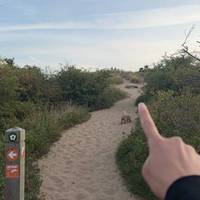 Keep following the path straight, towards the wooden structure at the top of the sand dune!