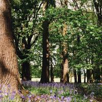 Take a little detour to wander by the blue bells in the thicker areas of the forest 