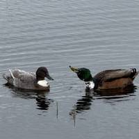 That’s a weird looking dog… I kid. Ducks need to shake off some water too.