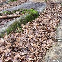 Look out for these strange markings on the woodland floor. I wander what they are?