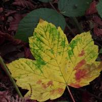 The fallen leaves have such vibrant colours and intricate patterns 🍁