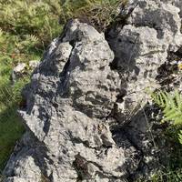 The limestone often supports grasslands where colourful wild flowers bloom every spring and summer…great for wee beasties too!