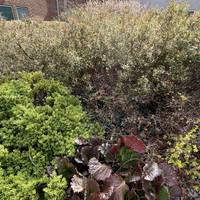 Stop by the beds and enjoy the different textures of the plants here.