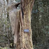 The woodpecker carving was created by artist Ed Pilkington in 2015 from a badly angled oak tree. It was funded by local residents.