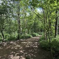 Follow the trail and take your first right further into the woodland.