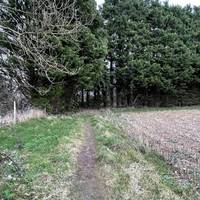 Then turn left to walk along the edge of the field, which is used to grow crops.
