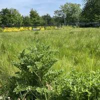 The former bowling green is to become a wildflower meadow and habitat.