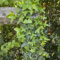 You might spot some lovely Ivy growing on the fence to your left.