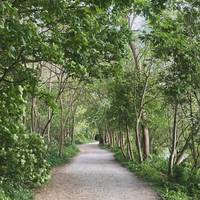 Continue on along a wooded path beside the Thames