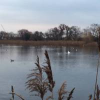 This particular afternoon the wind was mild and the birds were all around. 