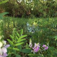 As you wander along be sure to look left at the plants surrounding the wetlands