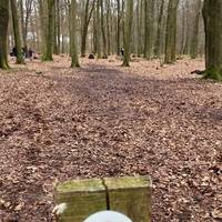 The path opens out into this lovely area of woodland. Find your own way through, meandering amongst the trees. 