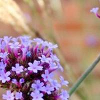 See bee-friendly plants such as verbena, and maybe help with some planting and watering