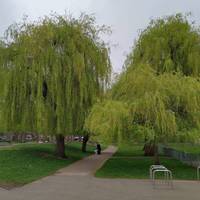 At the pavilion turn right and walk down the avenue of willow trees towards the River Crane.