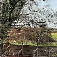 A nice 2 mile dog walk around Feltwell.