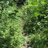 Some parts of the bridleway were very overgrown and narrow for a person, never mind a horse!