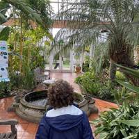 Next, let’s explore the sub-tropical house. The high roof accommodates palms, tree ferns and a giant bird-of-paradise plant.