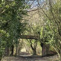 The path is surrounded by trees and is a haven for wildlife including roe deer. Pass under the bridge and continue straight ahead.