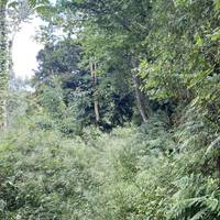 Wander as you wish or follow the top path and loop around. In wet weather it will be muddy and in the summer, overgrown.