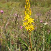 Look out for specialised flowers, like this bog asphodel.