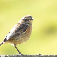 Slow down. Tune in. Listen. See what you can see. A stonechat perhaps?