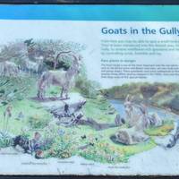 Take a detour to see the goats in the gully