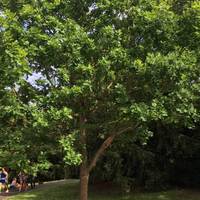 When you see the tree with the dedication plaque at the bottom head right onto the boardwalk. 