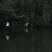 Spot the heron 👀