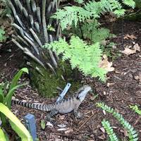 We saw this little guy in the Fernery 🦎 