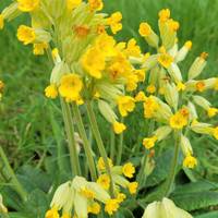 Cowslips 🌼