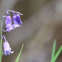 In spring bluebells are dotted along the route.