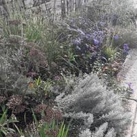 Some of the natural planting installed to help surface runoff and nature 🐝🕊