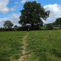 Through the meadow