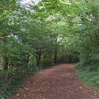 Follow the path ahead. This is the driveway that led to the old Milheugh Estate. Woodpeckers and bats live here.