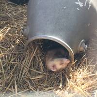 There are plenty of lovely animals at Godstone farm. This little ferret was busy sleeping all day.