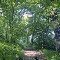 Facing the woodland, take the second entrance on the right hand side of the car park to follow this peaceful woodland walk.