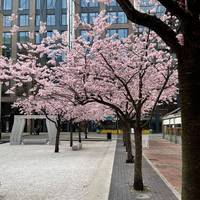 What’s your favourite angle? 🌸 Perhaps you’d like to listen to a blossom meditation here? Tap the “Read More” button below. 👇