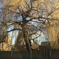 When you spot this weeping willow you’ll know you’re close...