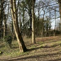 Turn left at the crossroads to follow the path. The ground flower is immediately interesting with lots of wild garlic.