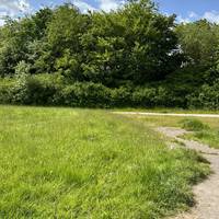 At the path junction, take the path to the left to begin your loop around Broxtowe Country Park.