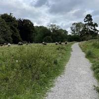 Emerge from the small wooded section into a flatter section on Bushy Coombe. The path is said to follow a Roman route.