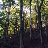 Begin your walk at the bottom of the park at the Woodseats entrance. From here wander up through the thick woods alongside a babbling brook.