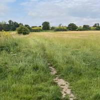 Turn left into the field and walk towards the hillside.