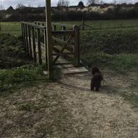 Walk straight ahead into the reserve away from the road until you reach a wooden bridge over a small river