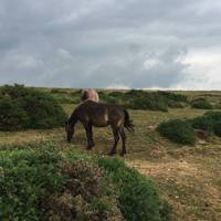 Look out for Dartmoor ponies 