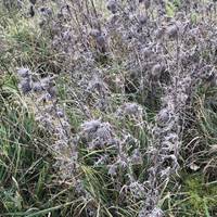 And these are the dead stalks of creeping thistle. You can just make out the flower heads. They were pink when flowering!