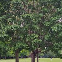 To the right is a small group of trees. Compare the texture of the leaves. Are there any differences?