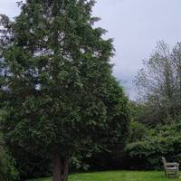 As you round the corner, look at the leyland cypress tree. Try crushing some of the leaves - what can you smell? Notice the bark.