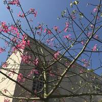 Take the first exit at the round about with the lovely pink tree.